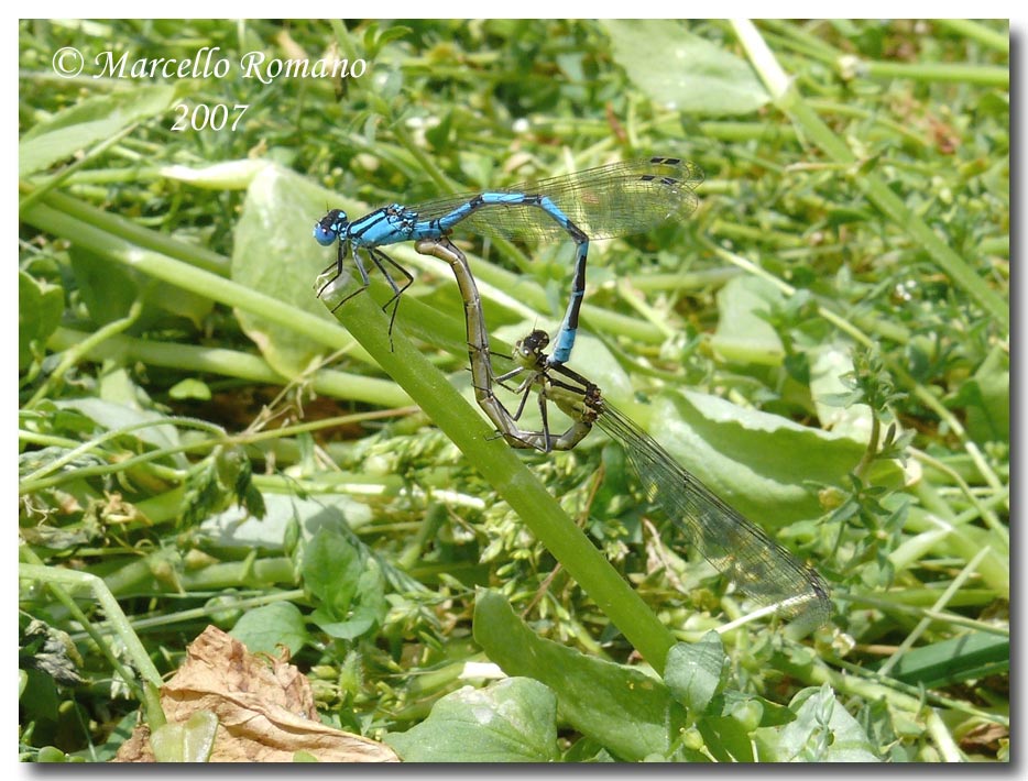 A spasso sulle Alpi Marittime:10. - Enallagma cyathigerum